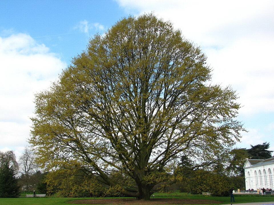 Вот в таком дереве и было найдено нечто, перепугавшее людей