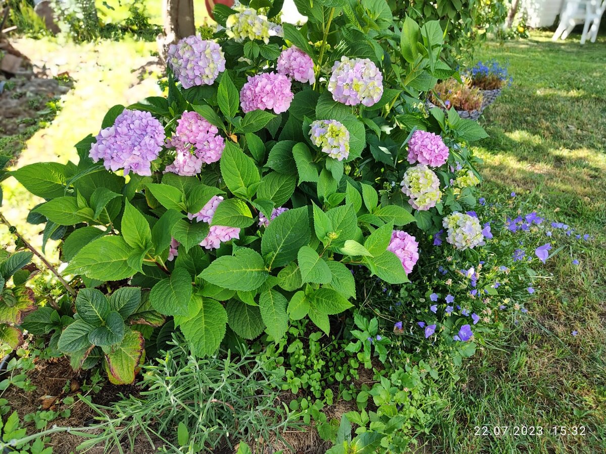 Первая, в левом нижнем углу с обгоревшими листьями - моя страдалица, которая зимовала в подвале, рано пошла в рост, переехала в квартиру, где выросла в огромный куст, зацвела и начала помирать сбрасывая листы и бутоны. Потом я ее отвезла в теплицу, где она благополучно сгорела, и вот теперь нарастила новые здоровые листы, ветки все лежат, но я надеюсь таки увидеть еще раз ее цветение.  В прошлом году она у меня процвела 2 раза - весной и в конце лета. 