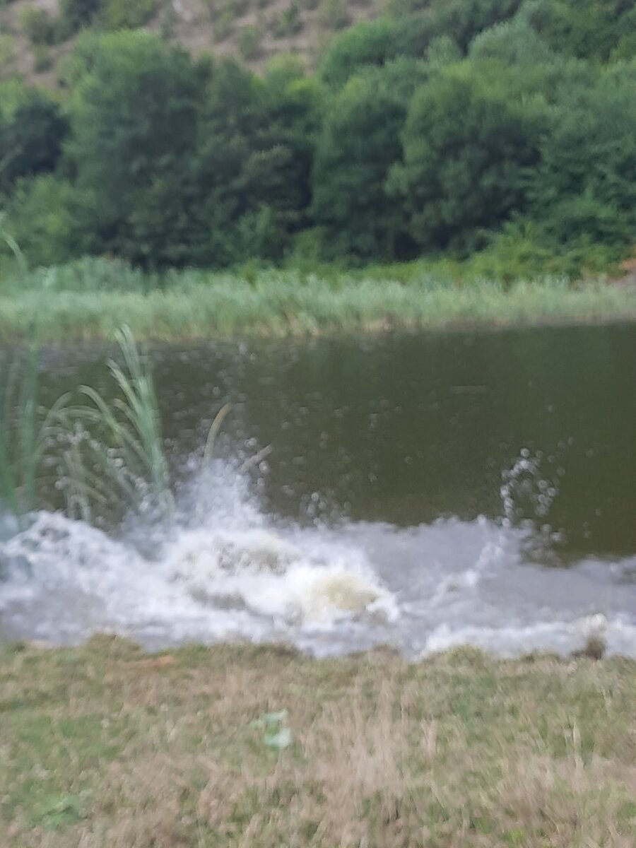 Петруша вошел в воду за птицей)))