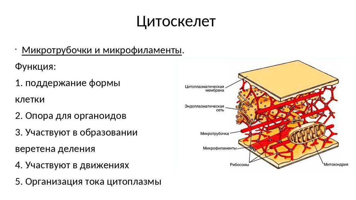 Цитоскелет клетки. Насколько сложно устроены клетки | ПОСТЛИКБЕЗ | Дзен