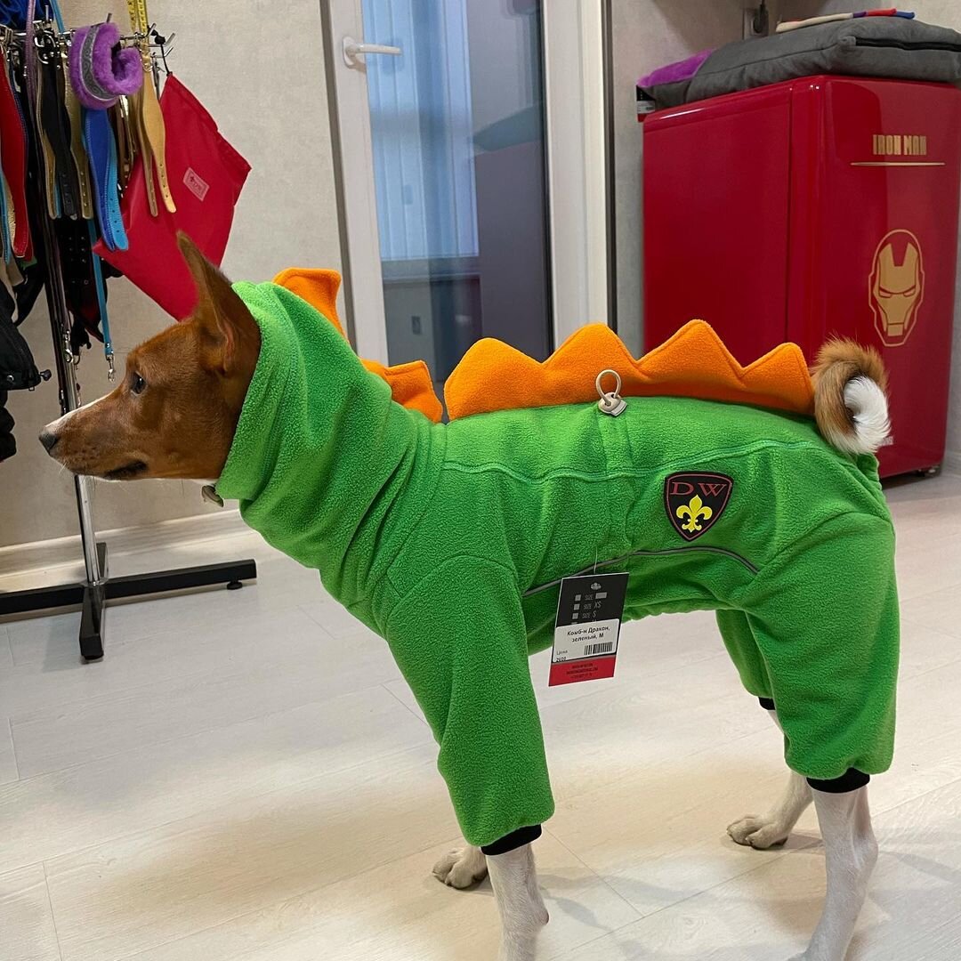 костюм для басенджи