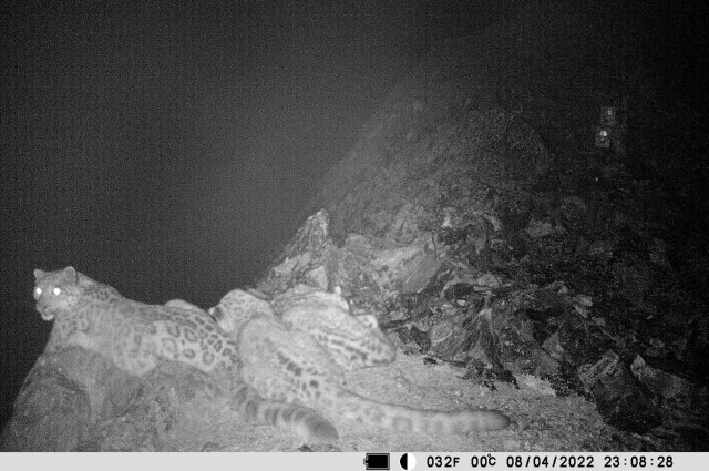    Самка с котятами. Фото: Алтайский биосферный заповедник