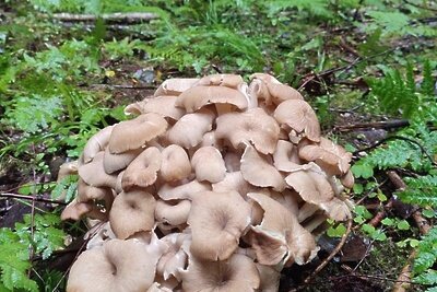    Трутовик в долине реки Вяземки в Одинцовском округе © Пресс-служба Министерства экологии и природопользования Московской области