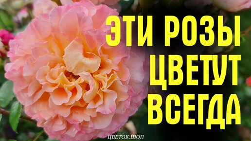 下载视频: Роскошные розы, которые цветут всегда. Сад после ливня, какие сорта роз не боятся дождя