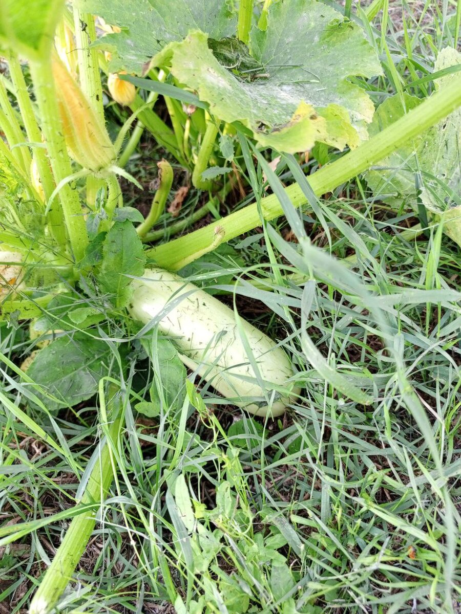 Не судите строго за травку-муравку )))