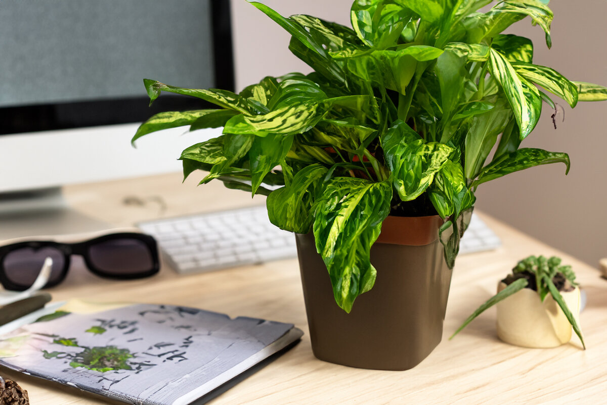  вы можете украсить рабочий стол растениями и аксессуарами, которые подчеркнут естественность и красоту комнатного растения.