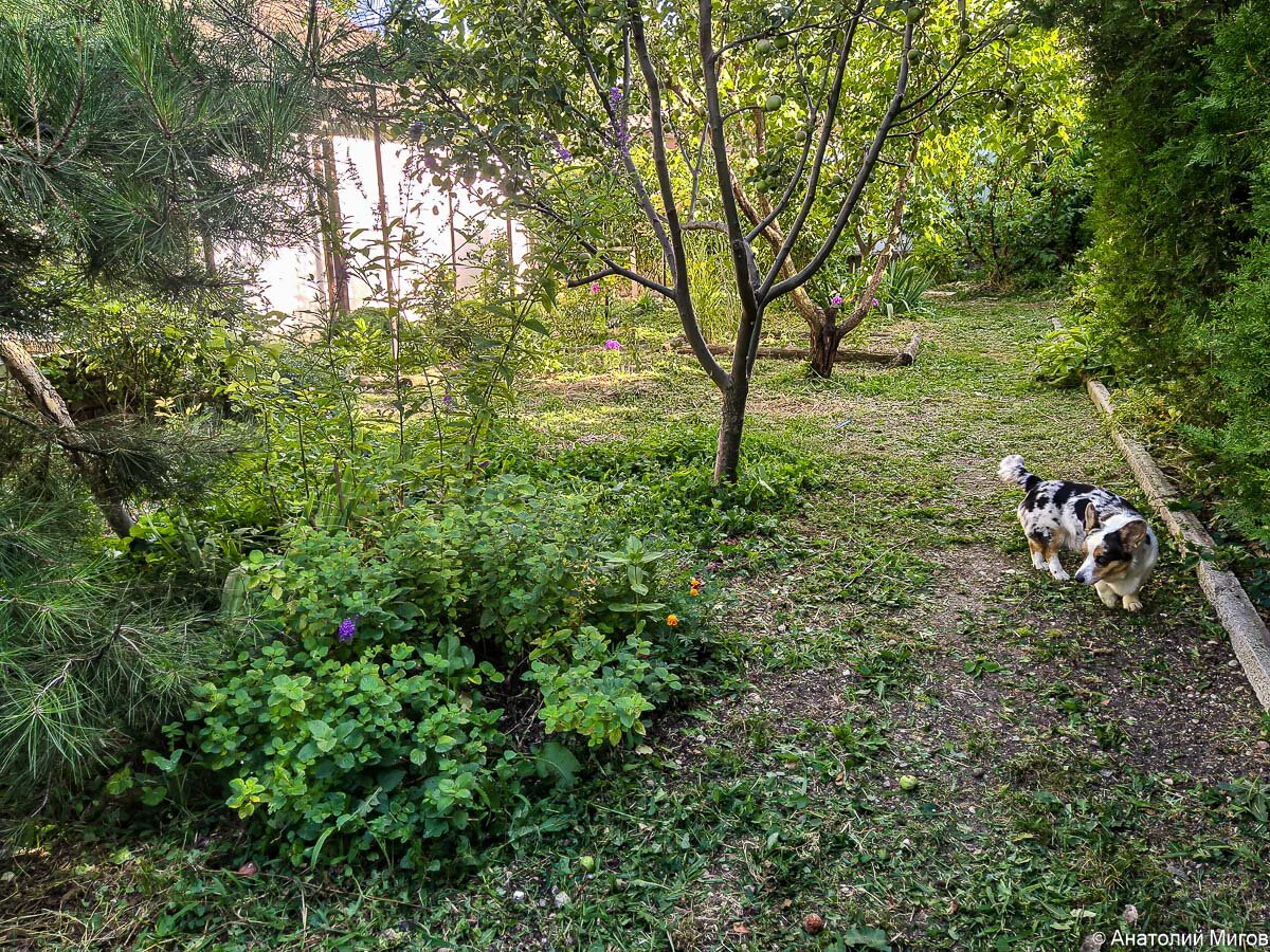 Тильда проверяет целостность кустов мяты, растущей под судакской сосной.