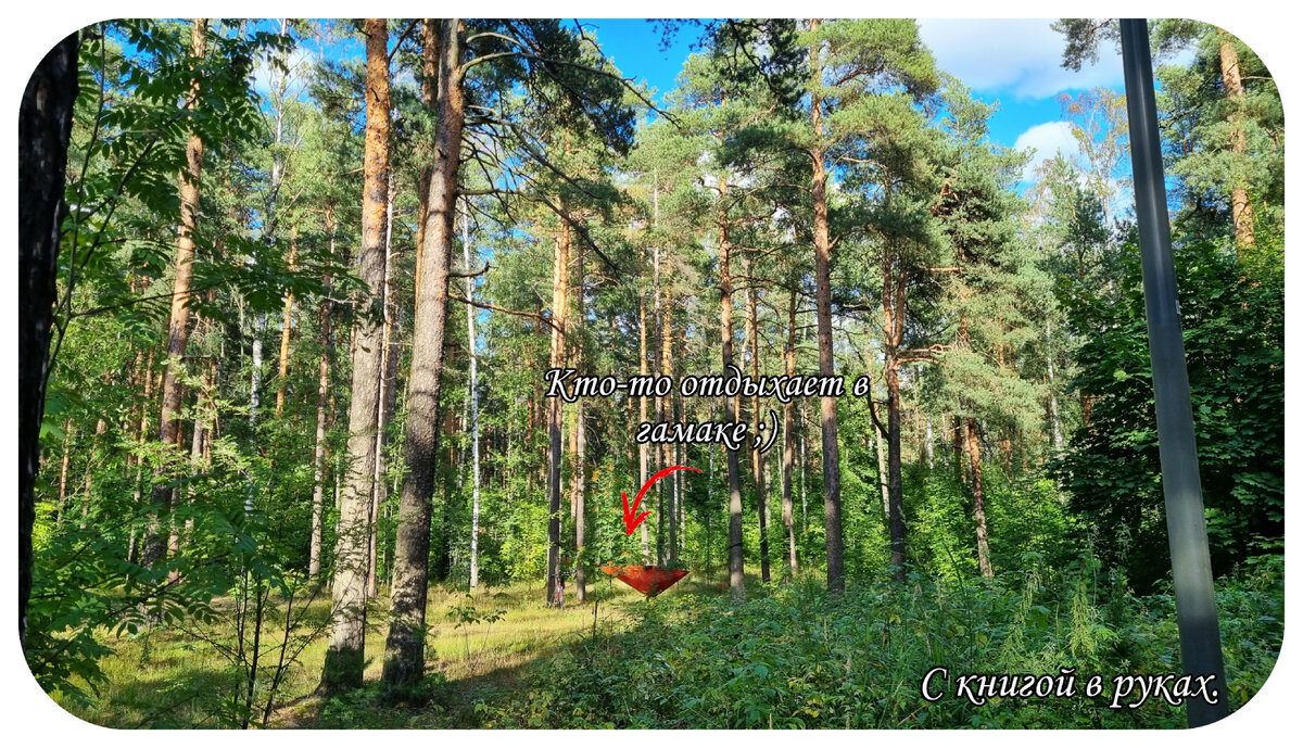 Парк "Сосновка",  Санкт-Петербург. 