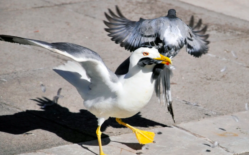 Чайка VS голубь