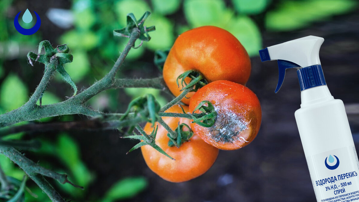 Перекись водорода для рассады томатов как применять. Препараты от фитофторы. Фитофтора в августе фитофтороз в августе на томатах.