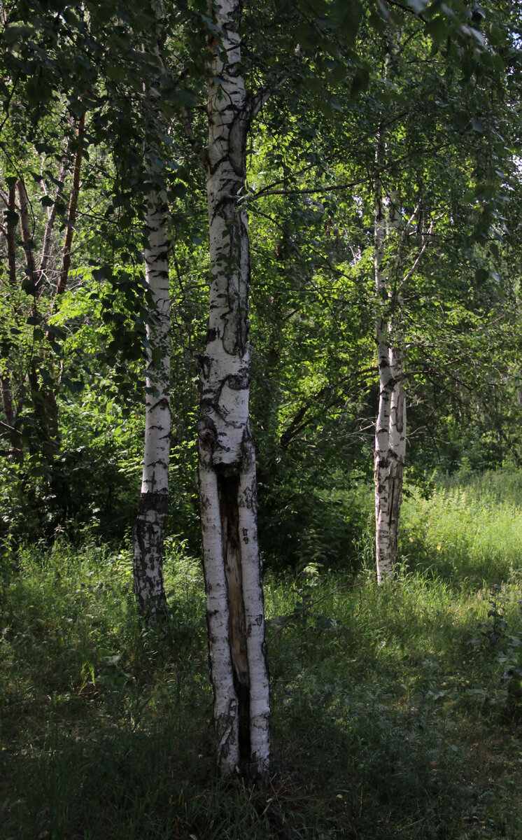 Берёза(Betula). | Про деревья home.ng | Дзен