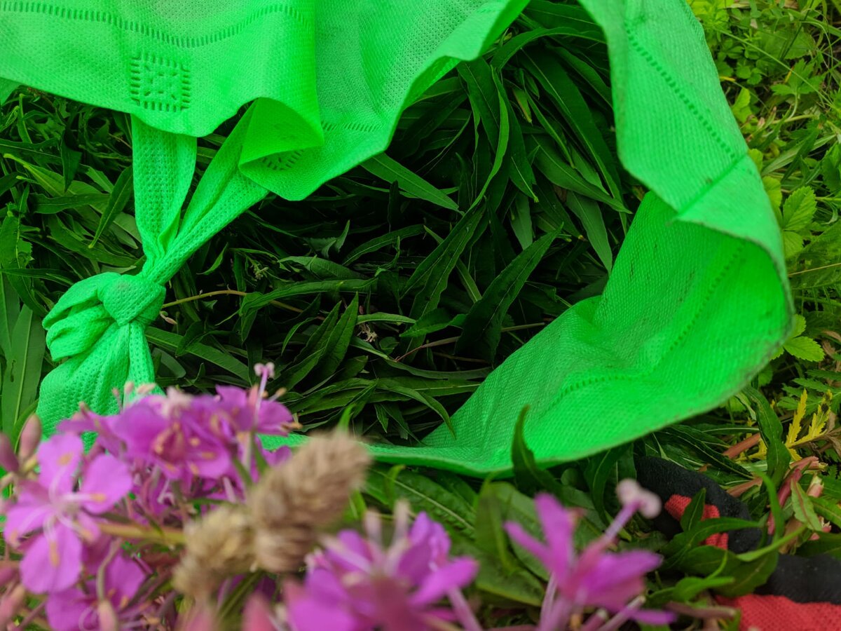 Набрали и цветоносы и листья кипрея узколистного целую сумку.