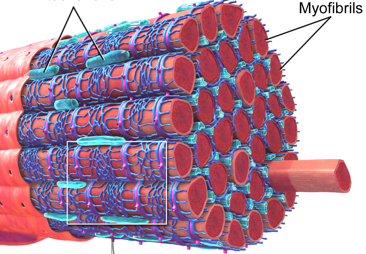 Миофибриллы