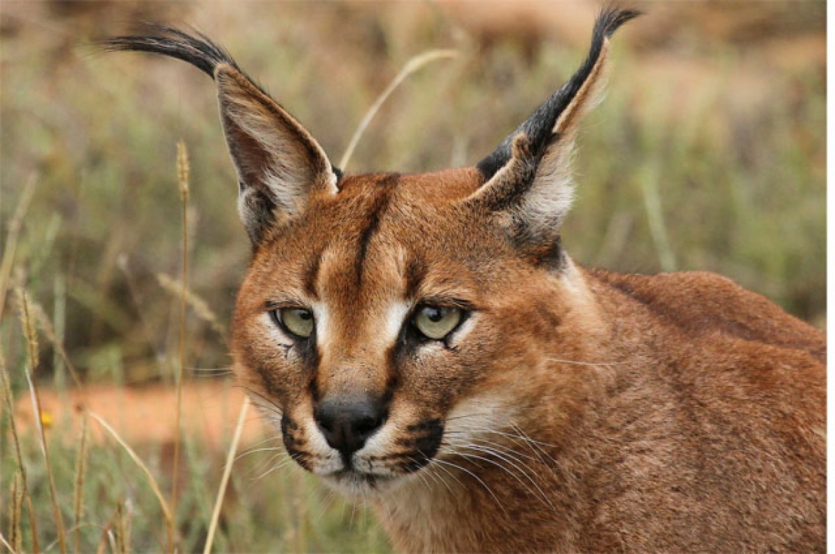    Топорное лечение дорогого кота дорого обошлось волгоградской ветклинике