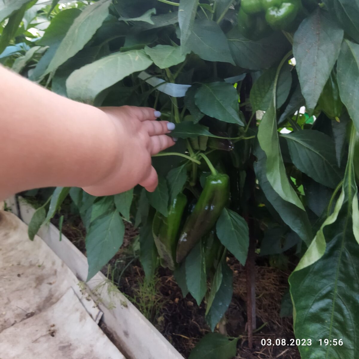 Плохо видно на фото, да и я не смогла посчитать сколько там перчиков. По прикидкам - не меньше семи, может штук десять. 