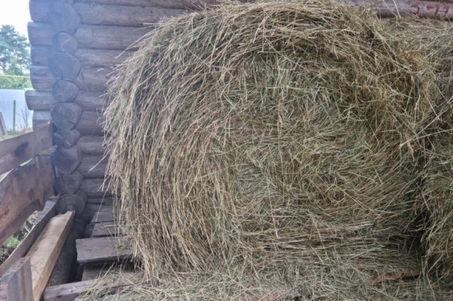    Что известно о гибели 12-летнего мальчика на хуторе в Ростовской области?