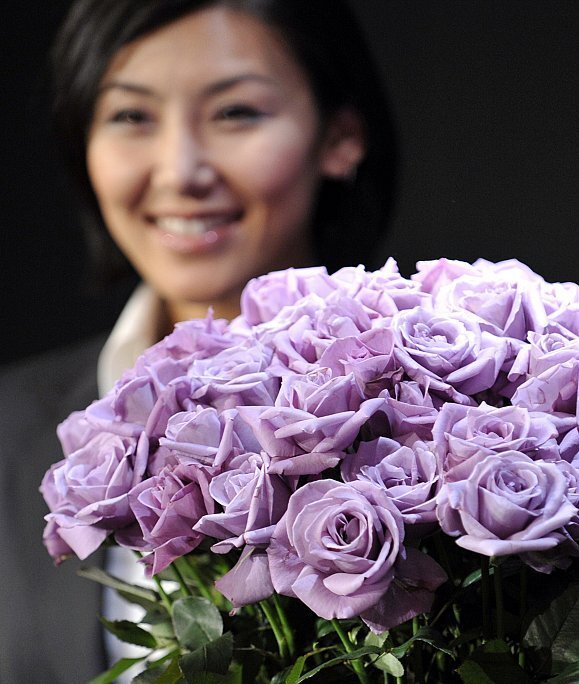 Роза сорт Applause