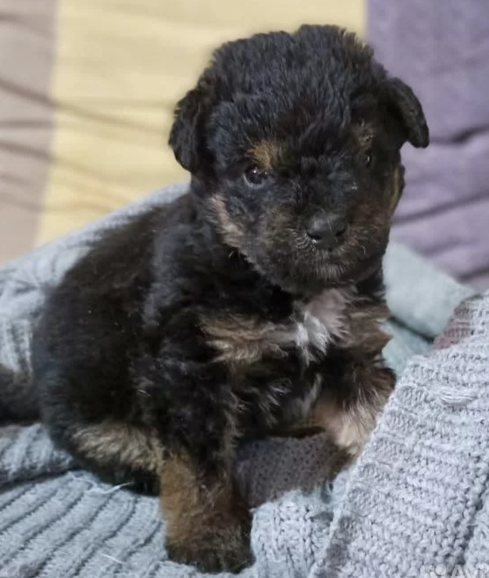 Крошку с ладошку безжалостно кинули на рельсы. Визг тормозов ...