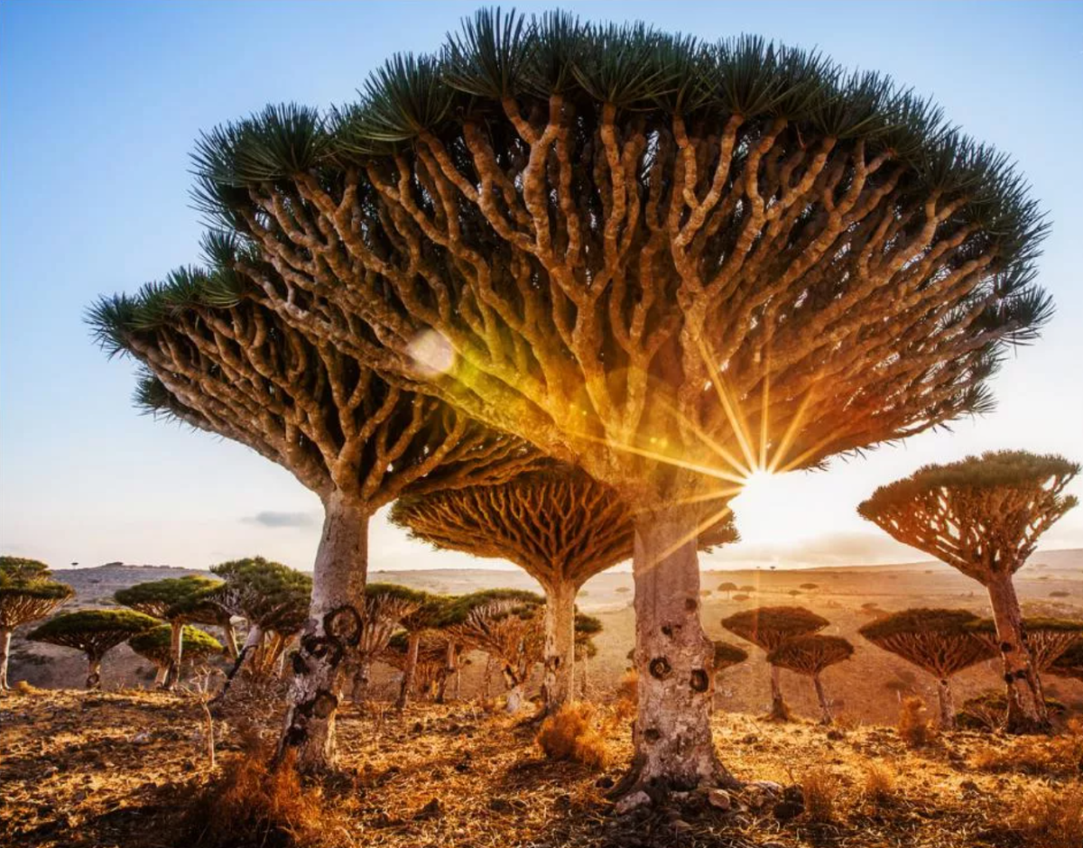 Драконово дерево где. Драконовые деревья на острове Сокотра. Деревья острова Сокотра Йемен. Йемен деревья Драконовые. Архипелаг Сокотра Йемен.