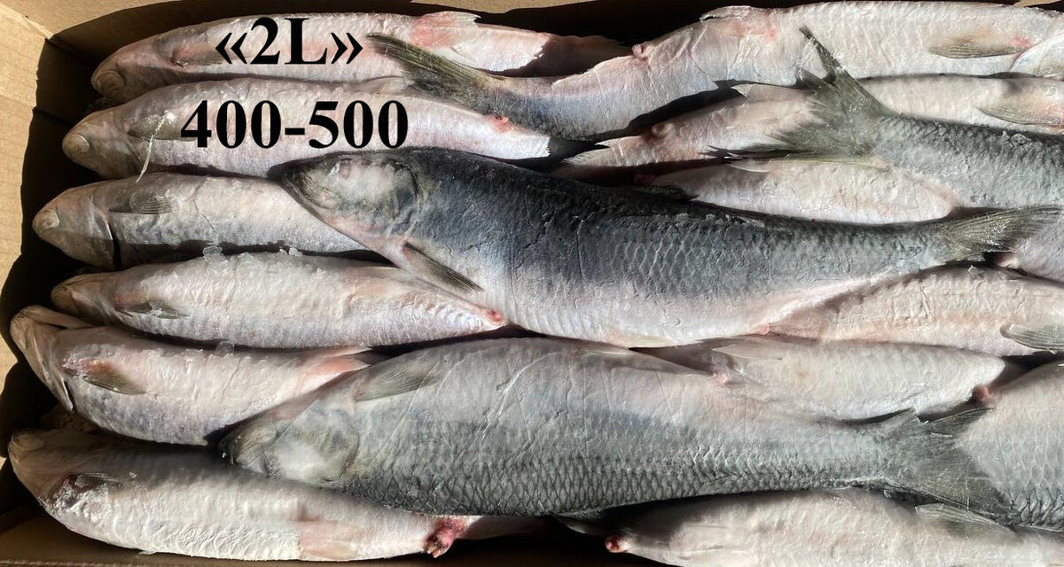 Сельдь т/о жирная нр «2L» (400-500гр), Pacific Herring W/R, ПЗ «Залив Восток», АО «Южморрыбфлот»