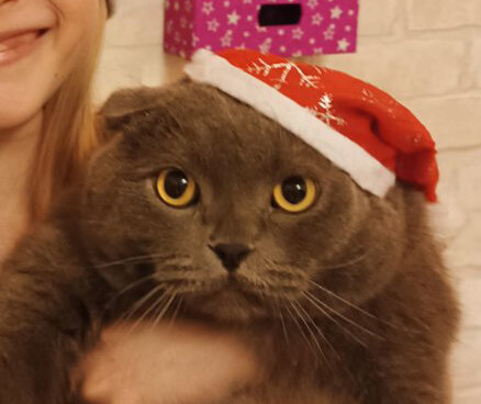 мой кот, он очень доволен, просто очень сильно это скрывает