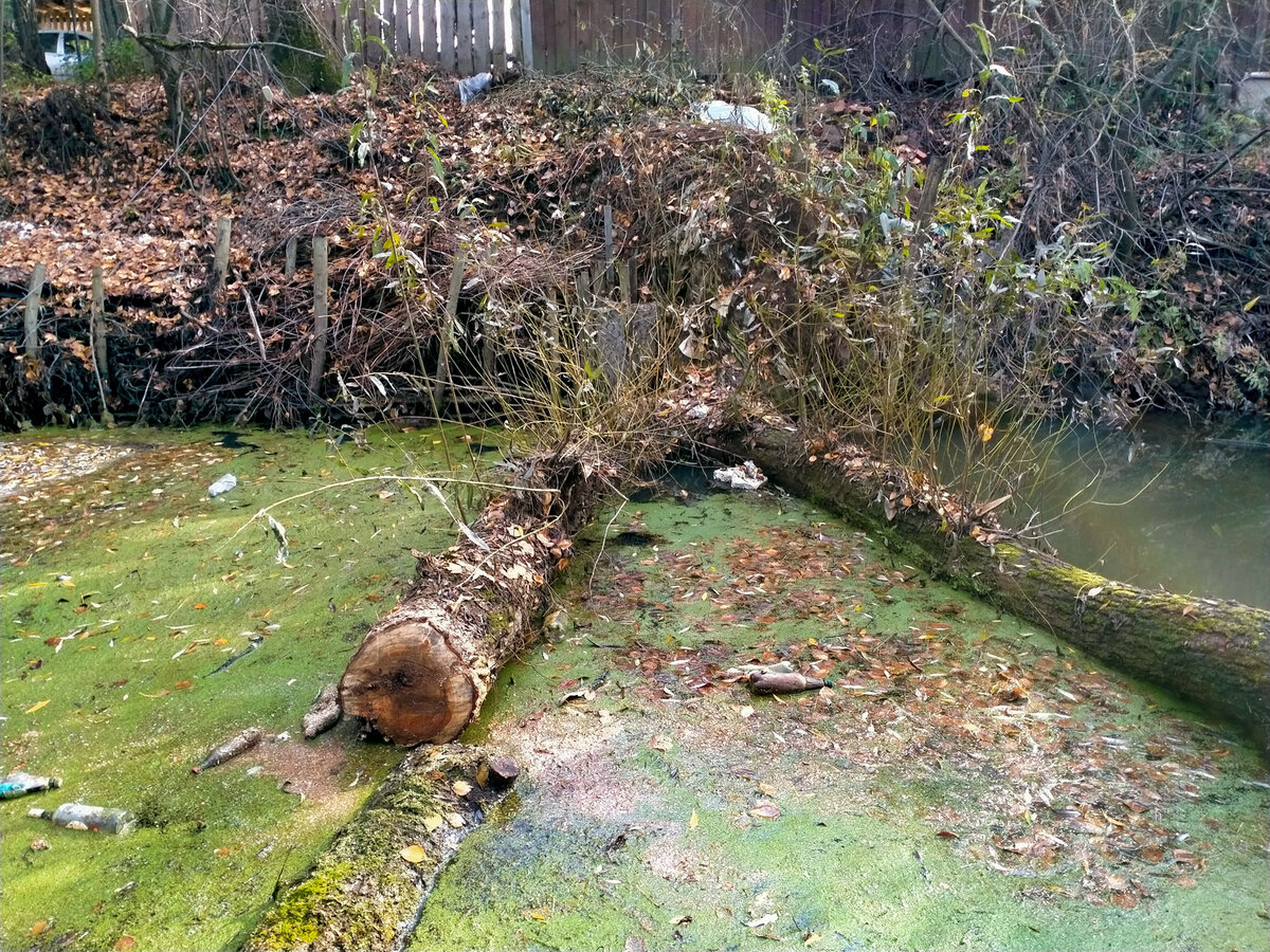 Чем пилить упавшее дерево под водой | Дачные заметки от Сергея 🌏 | Дзен