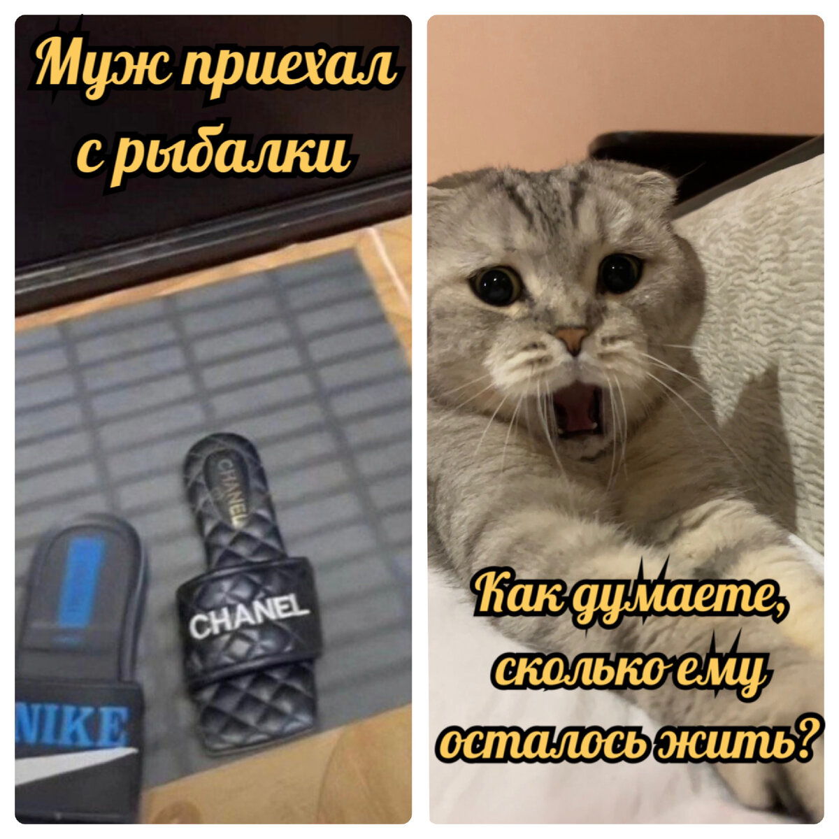 Беги, батя, беги..😂 | Кот Марсик Брутальный шотландец | Дзен