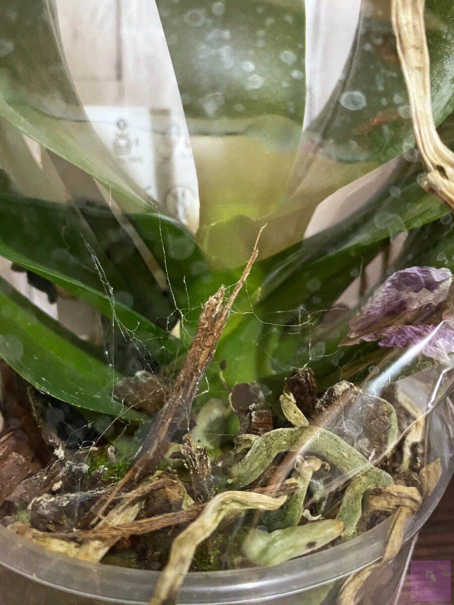 Такая вот "красота" была внутри. Фото автора