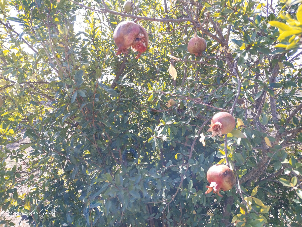И треснувший гранат
