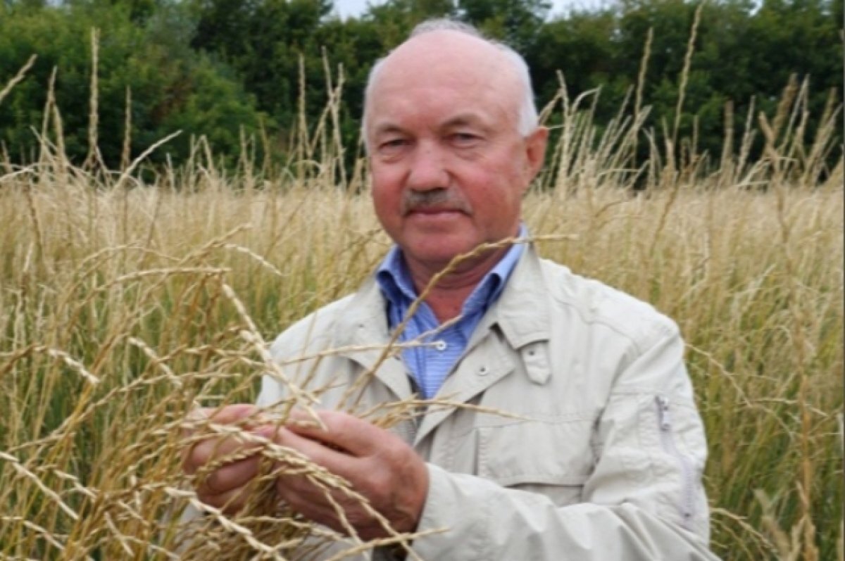    Владимир Шаманин - автор более 350 научных работ, авторских свидетельств и патентов на сорта пшеницы.