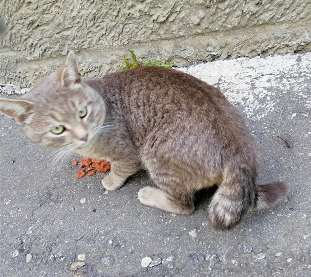 Морис. Летний завтрак