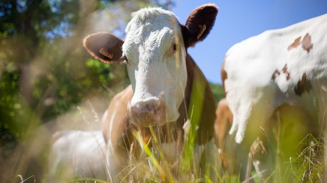    В Югре продолжают профилактику вируса лейкоза среди скота