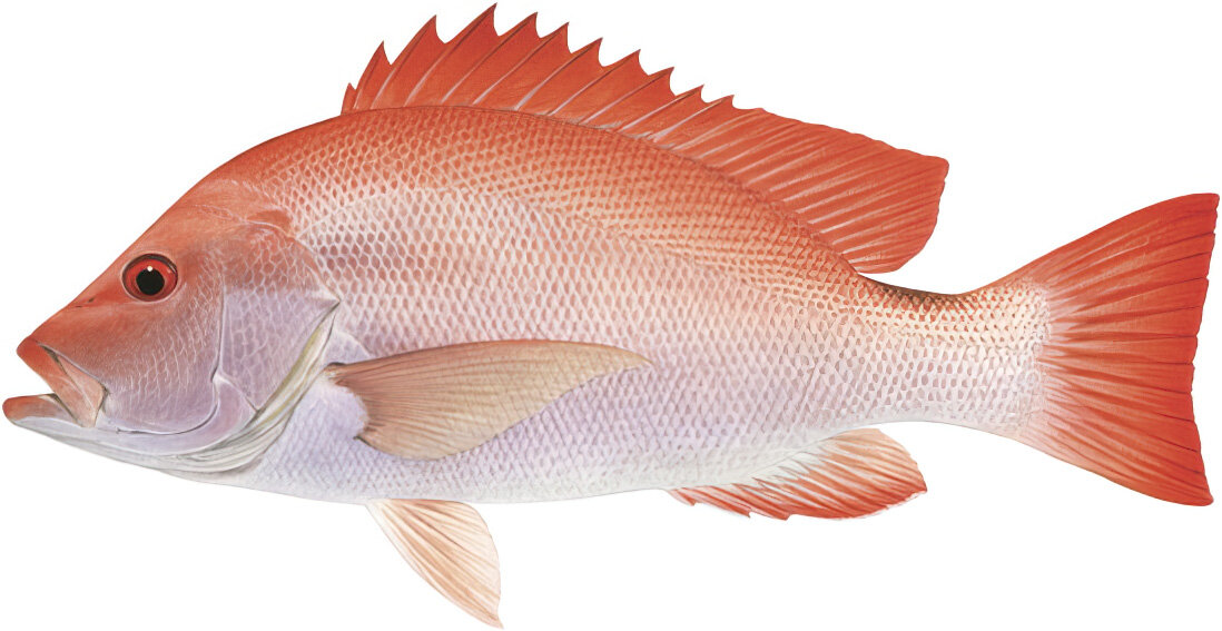Lutjanus malabaricus