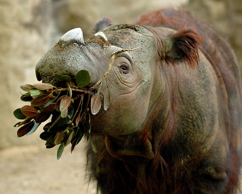 Тот самый дед, у которого волосы растут даже из ушей. 