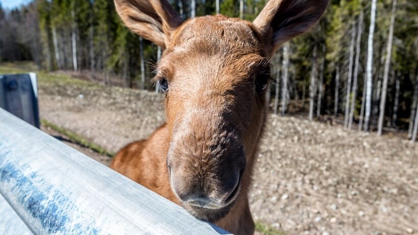    Новорожденный лосенок на федеральной трассе Петрозаводск - Сортавала в Карелии. ©Илья Тимин РИА Новости