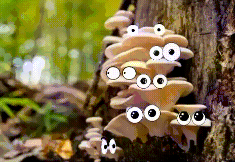 Вешенки