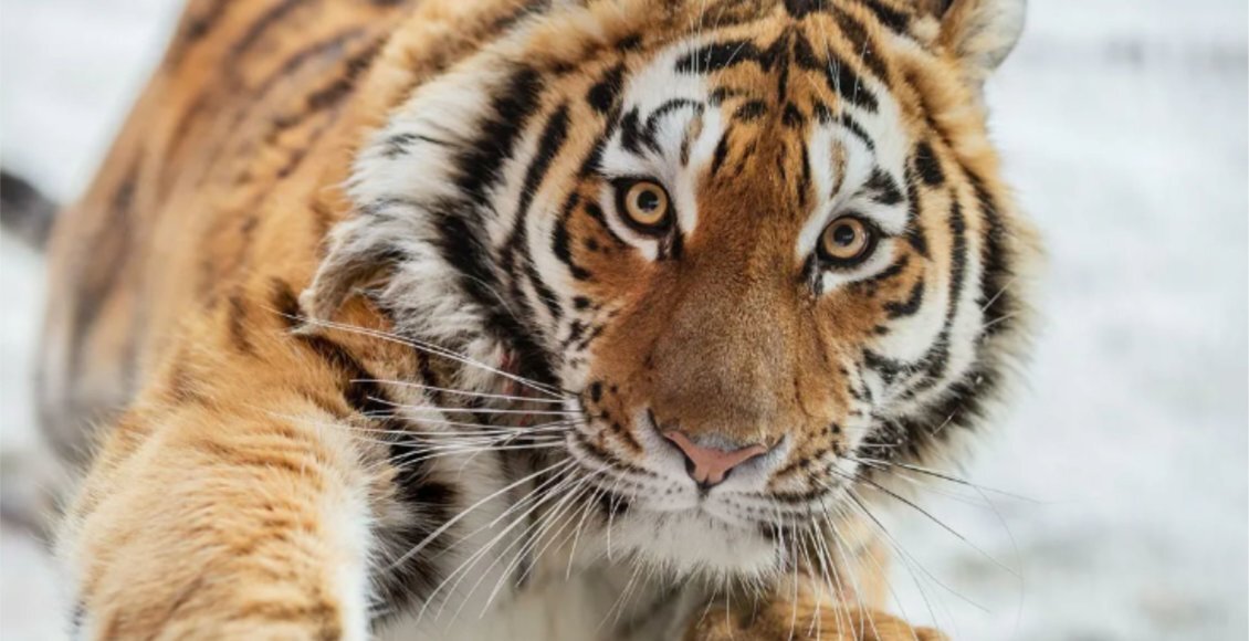    Фото: politinformburo.ru