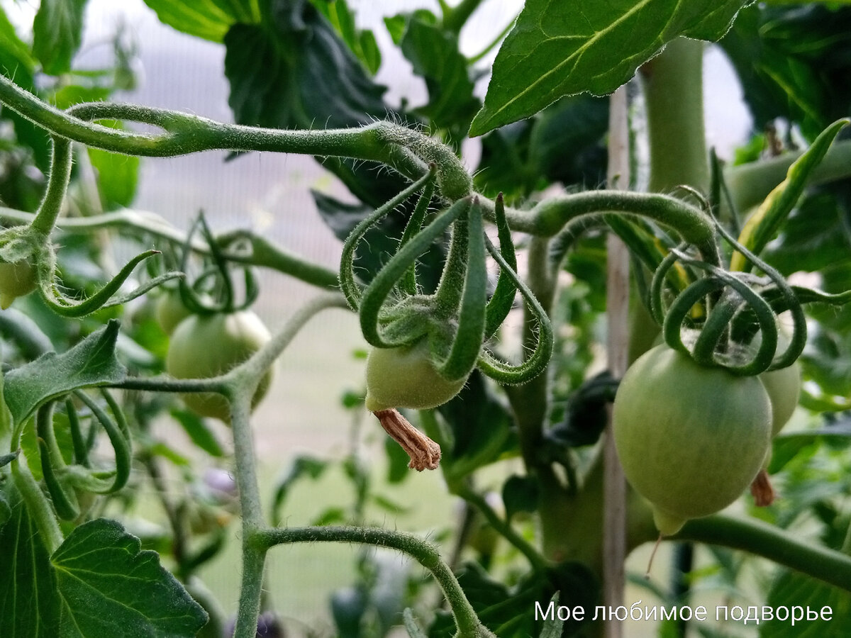 Почему завязи на помидорах засыхают в теплице: причины и способы решения проблемы