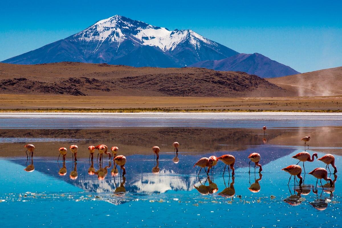 Озеро на севере южной америки. Лагуна-Колорадо Боливия Фламинго. Лагуна Колорадо озеро. Альтиплано Боливия. Озеро Колорадо солончак Уюни.