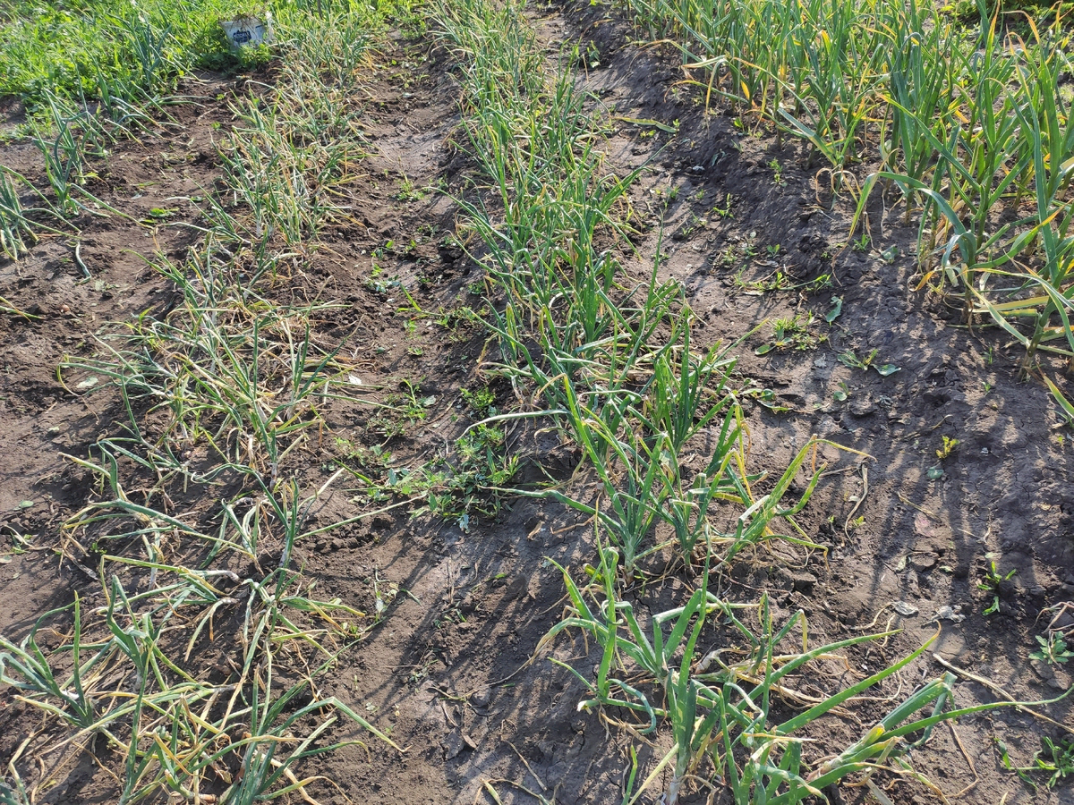 после прополки