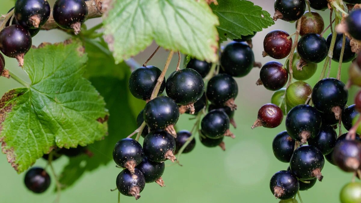 День смородины. Фото: pxhere.com