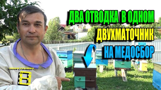 КАК ИЗ ОТВОДКОВ СДЕЛАТЬ ДВУХМАТОЧНУЮ СЕМЬЮ НА МЕДОСБОР? ЛЮБИТЕЛЬСКОЕ ПЧЕЛОВОДСТВО 23-27