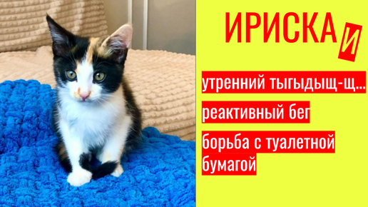 🐱 Котёнок Ириска устроила утренний тыгыдыщ! 🤣