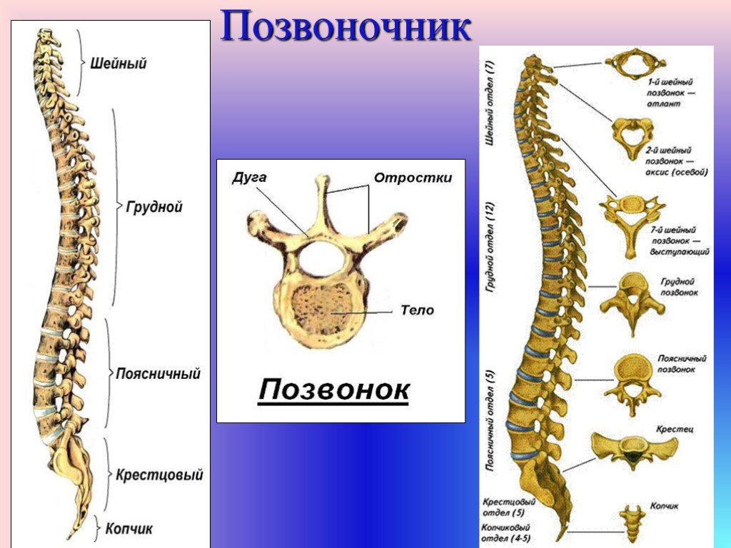 Сравнение отделов позвоночника. Позвоночный столб анатомия строение. Позвоночный столб и строение позвонка. Кости позвонка человека анатомия. Строение скелета позвоночника.
