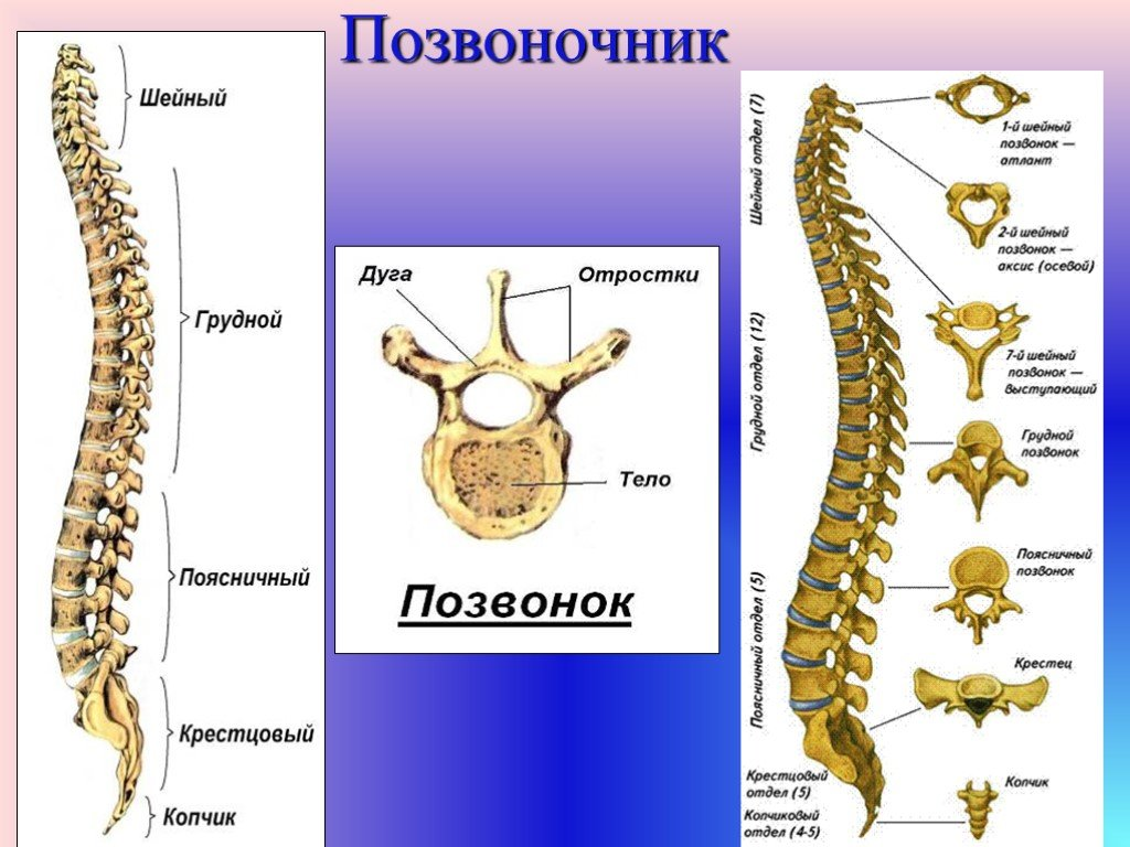 Строение позвоночника сколько позвонков