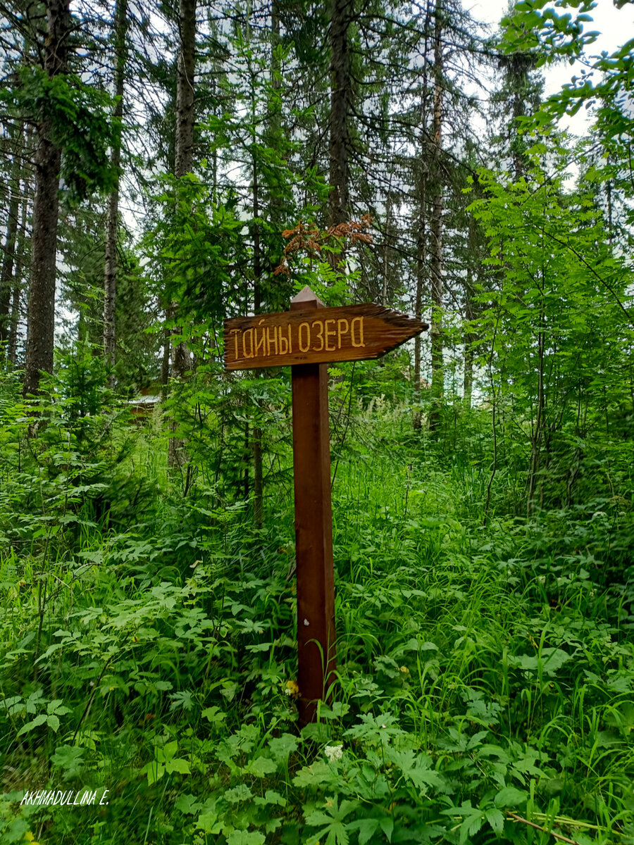 Где-то в зарослях леса
