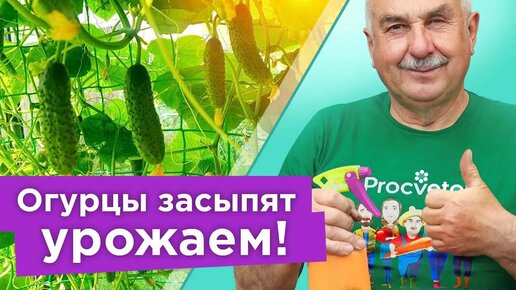 Download Video: Огурцов нарастет немерено! Дайте огурцам подкормку в июле - они покроются завязями и будут плодоносить до морозов