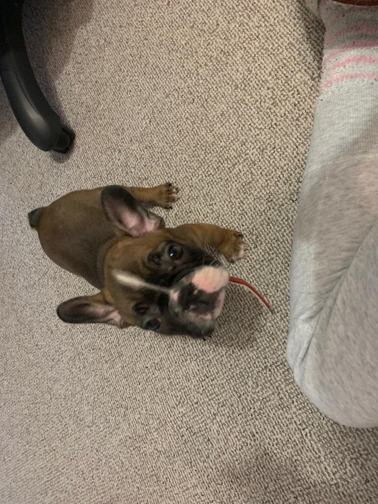 Первый день Шелби в новом доме.