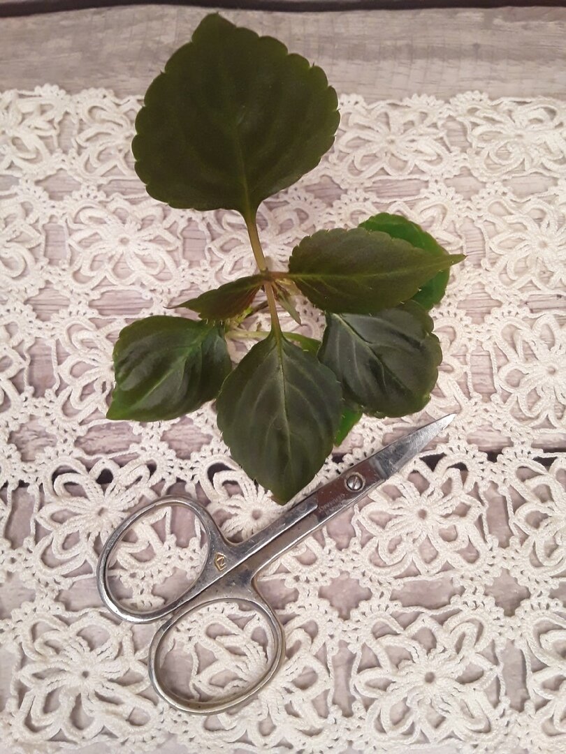 И черенок легко укоренился