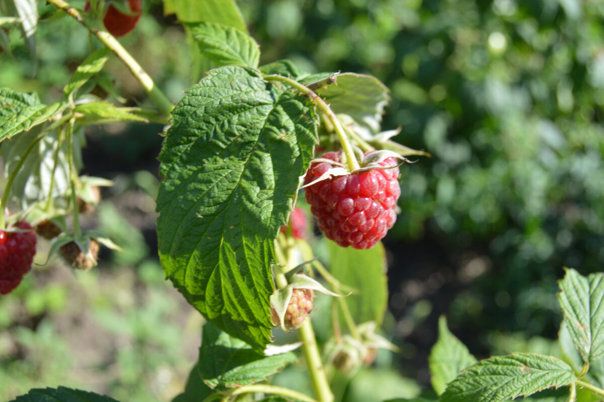 Фото автора. 20.07.2023. Ремонтантная малина.
